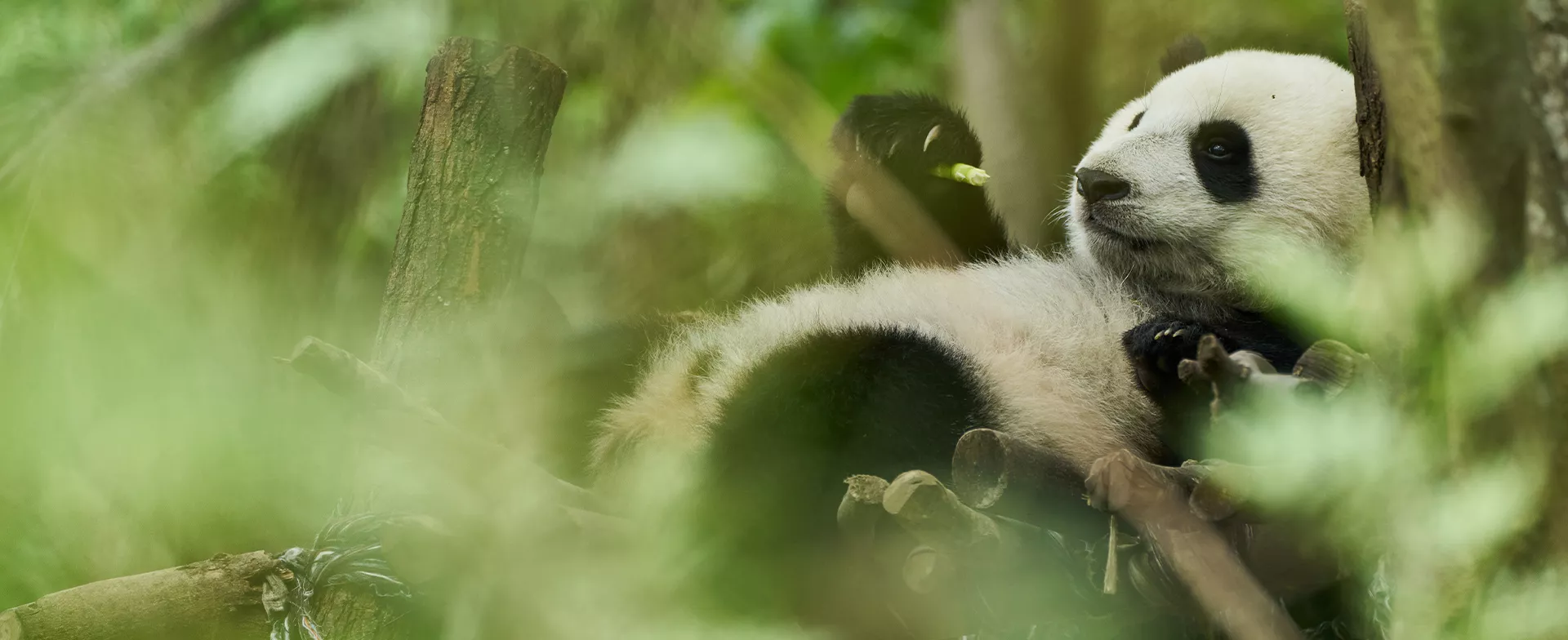 Moon le Panda 